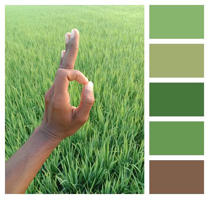 Green Paddy Green Color Image